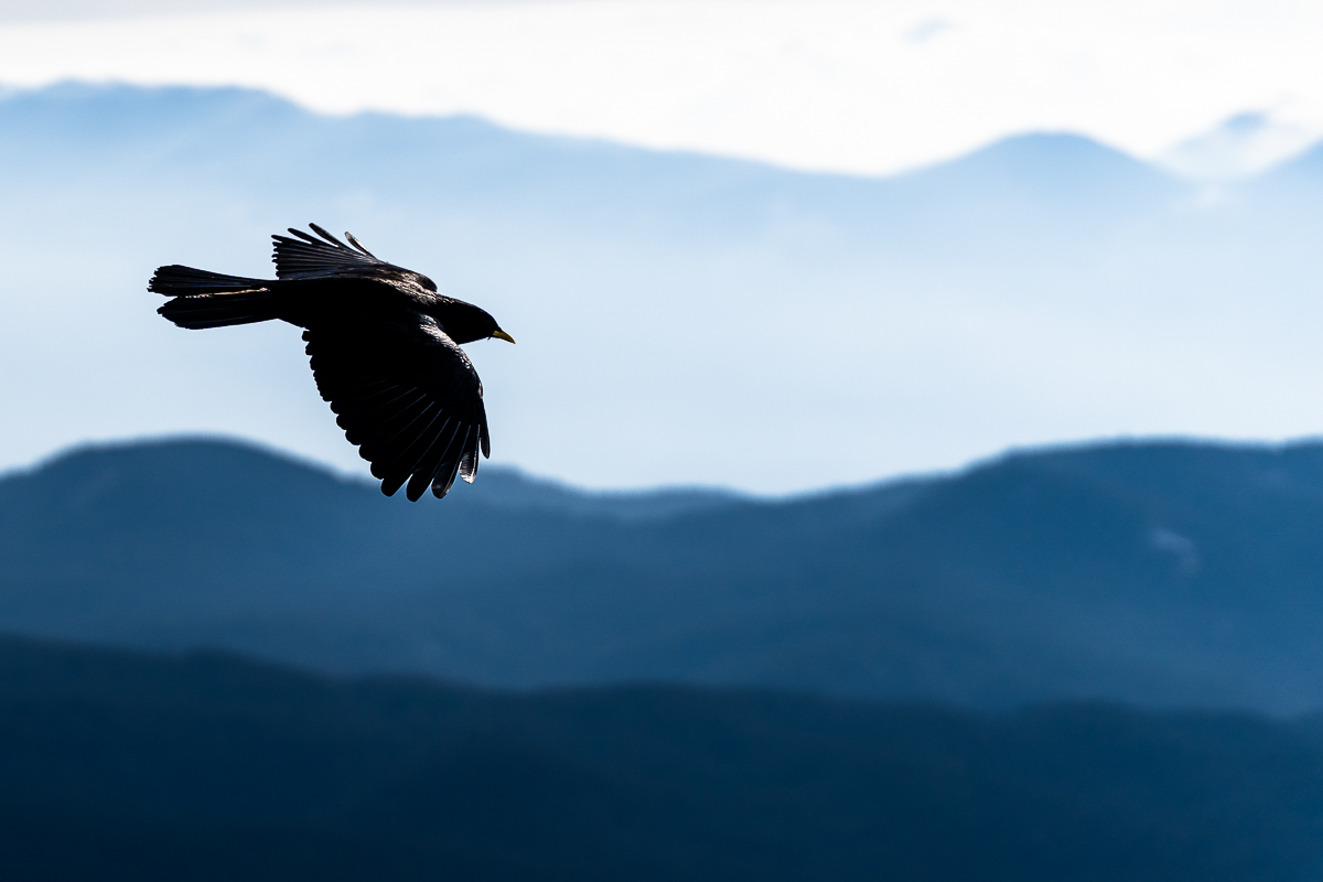 Mountain Choughs on Viševnik