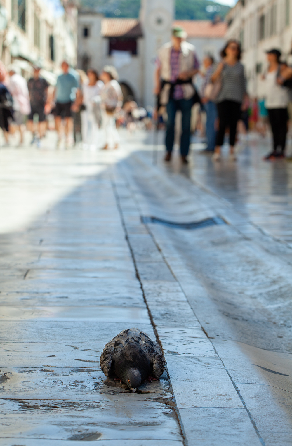 A pigeon standing on the polished limestone of Dubrovnik's Stradun, shot low and close so it fills the foreground while tourists blur past behind it