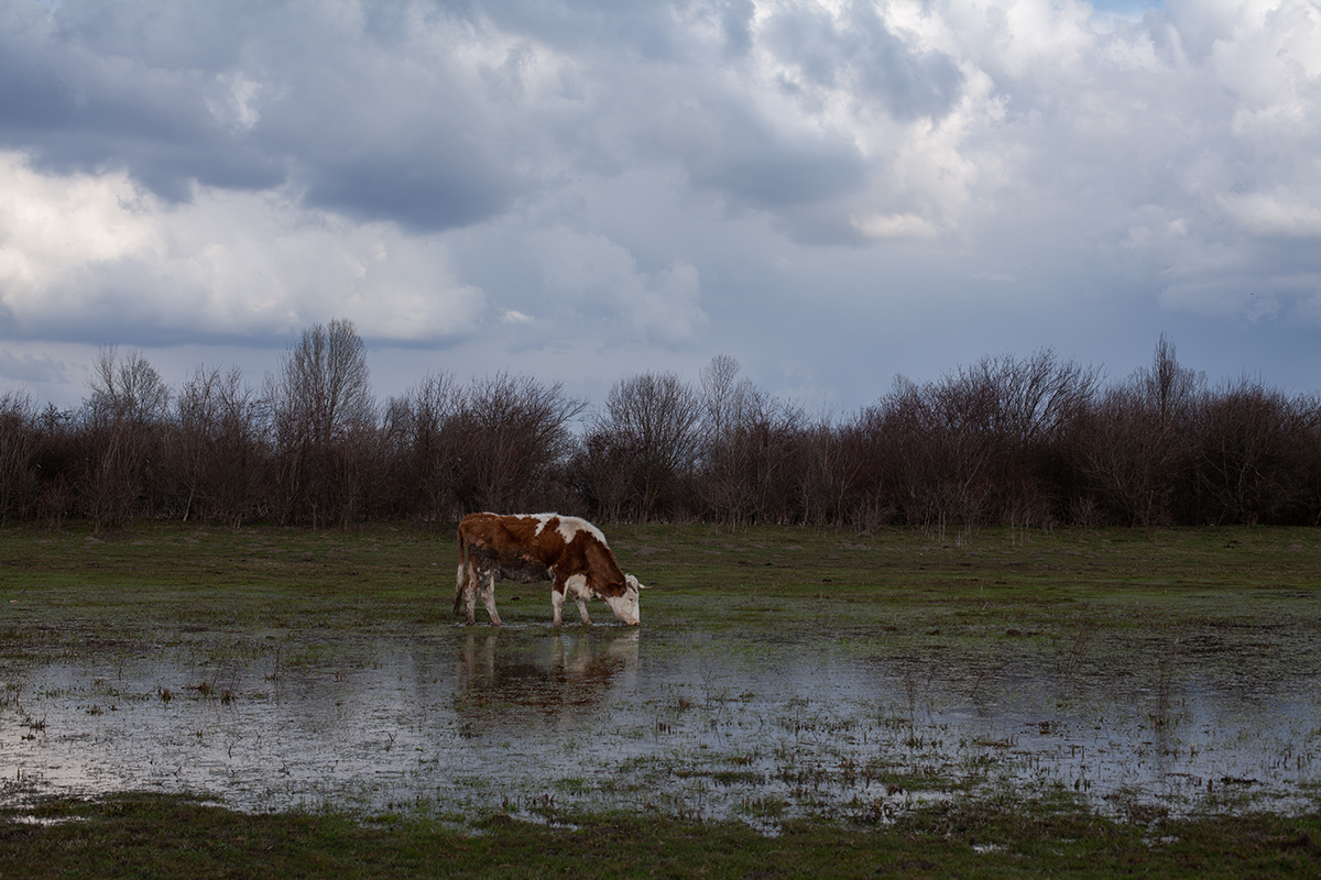 A brown and white cow drinking from a flooded meadow at Zasavica nature reserve, bare winter trees along the horizon under a heavy sky