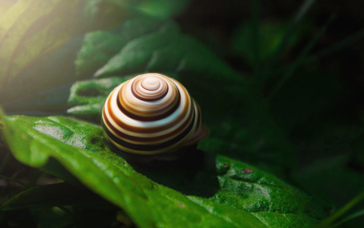Macro photograph of a banded snail shell resting on a green leaf, lit by a warm glow from the upper left against a dark background