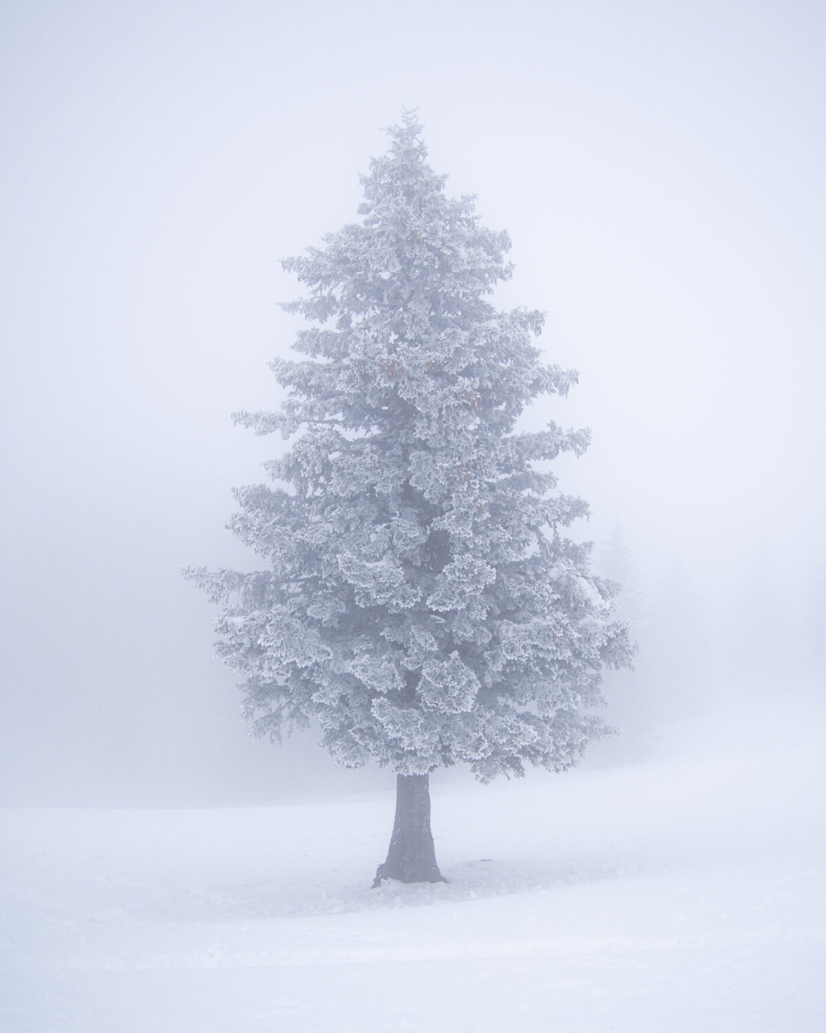Snow white.