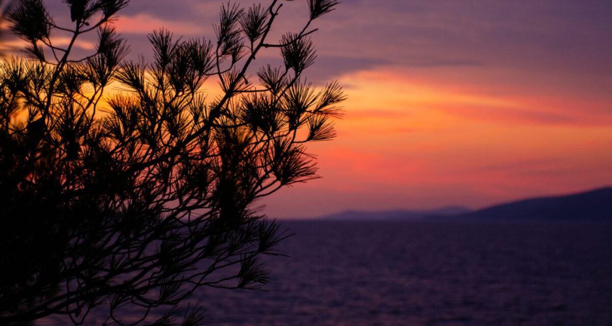 A pine branch silhouetted against an orange and violet sunset over the sea, with a dark headland on the horizon