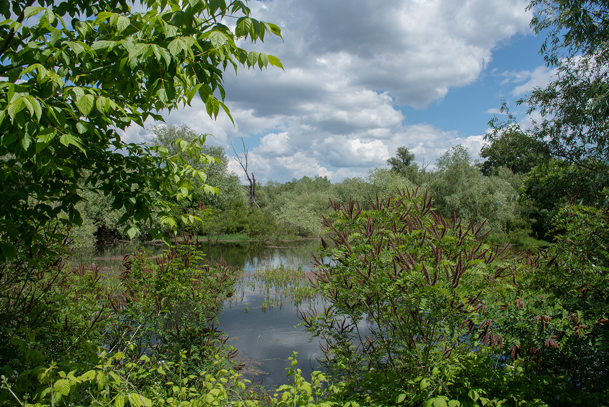A quiet green swamp at Reva in Belgrade, still water framed by dense summer foliage and a dead tree on the far bank
