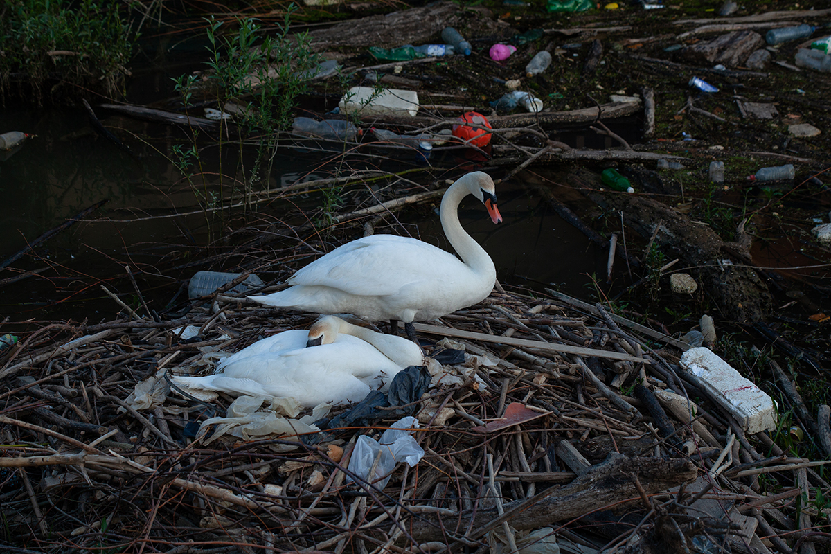 A pair of nesting swans on a nest built from driftwood, one standing and one settled over eggs, plastic bottles and litter scattered through the debris around them