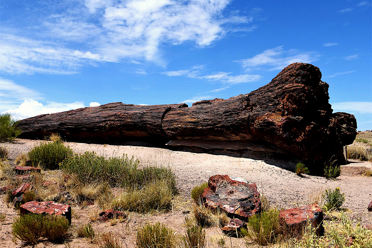 Photos of Petrified Forest National Park