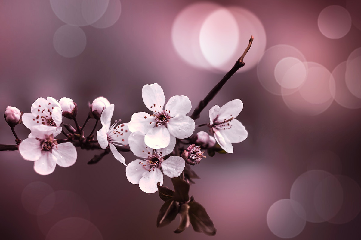 A flowering cherry branch against a soft pink background with round highlights