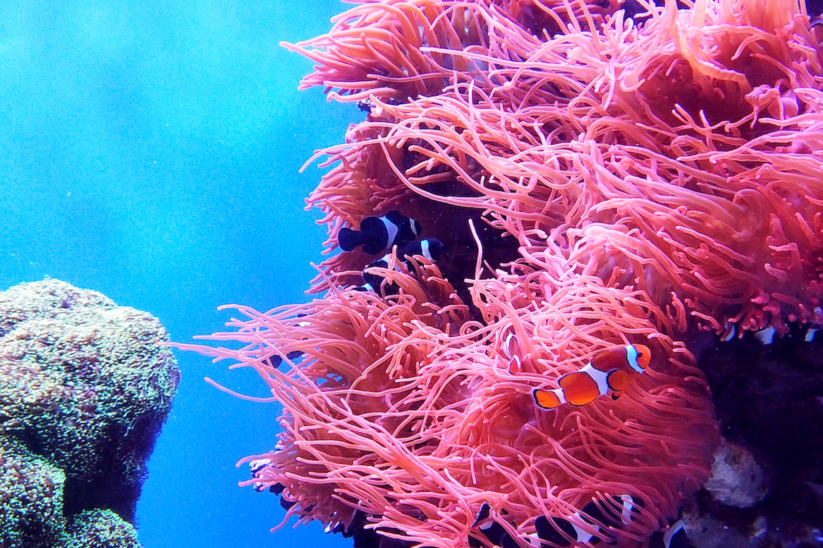 Clownfish deep among the pink tentacles of a large sea anemone, with darker individuals half hidden behind them
