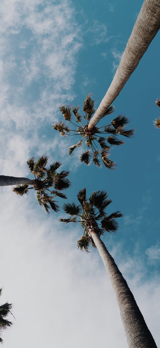Tall palm trees photographed from below against a blue and white sky