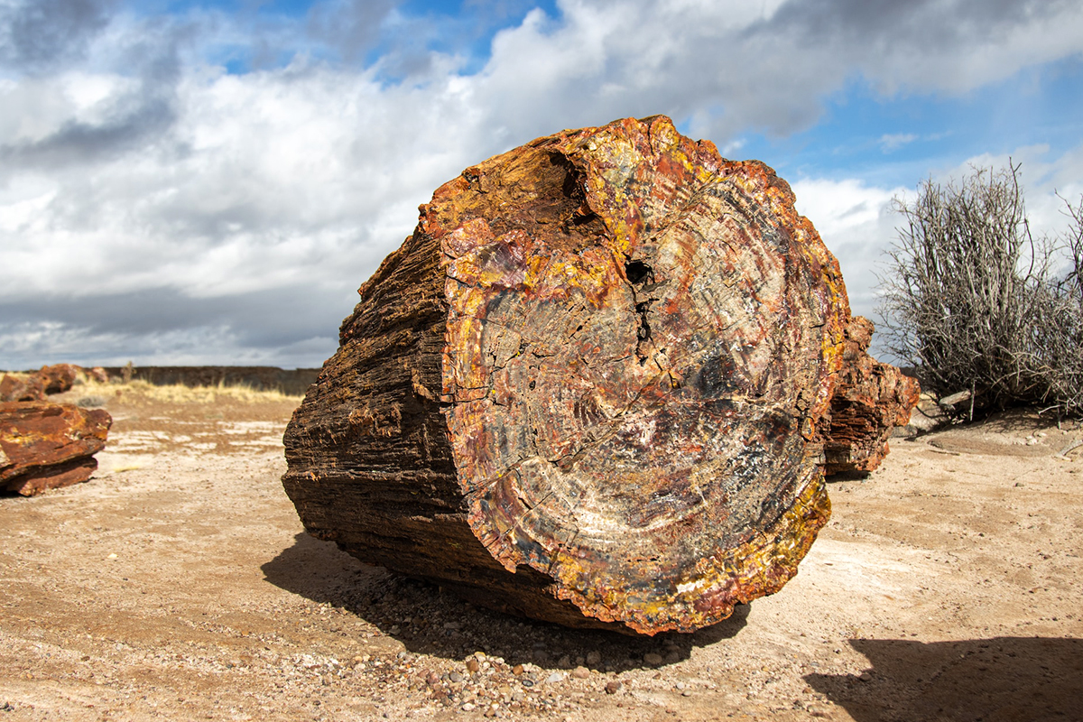 Colourful cross-section of a petrified tree trunk beneath a cloudy sky