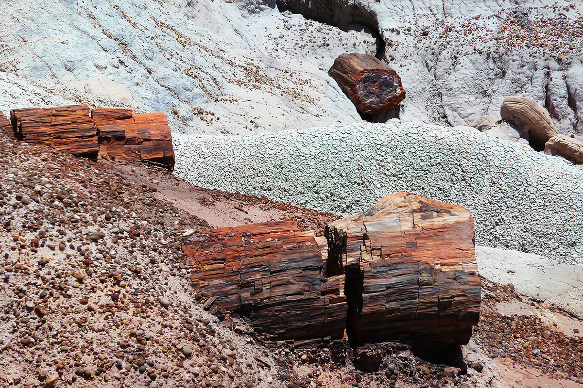 Red sections of petrified wood lying across pale bentonite-rich badlands