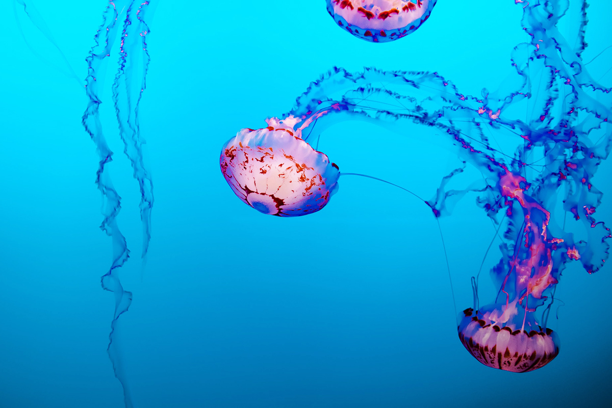 Pink and purple jellyfish trailing long tentacles through bright blue water