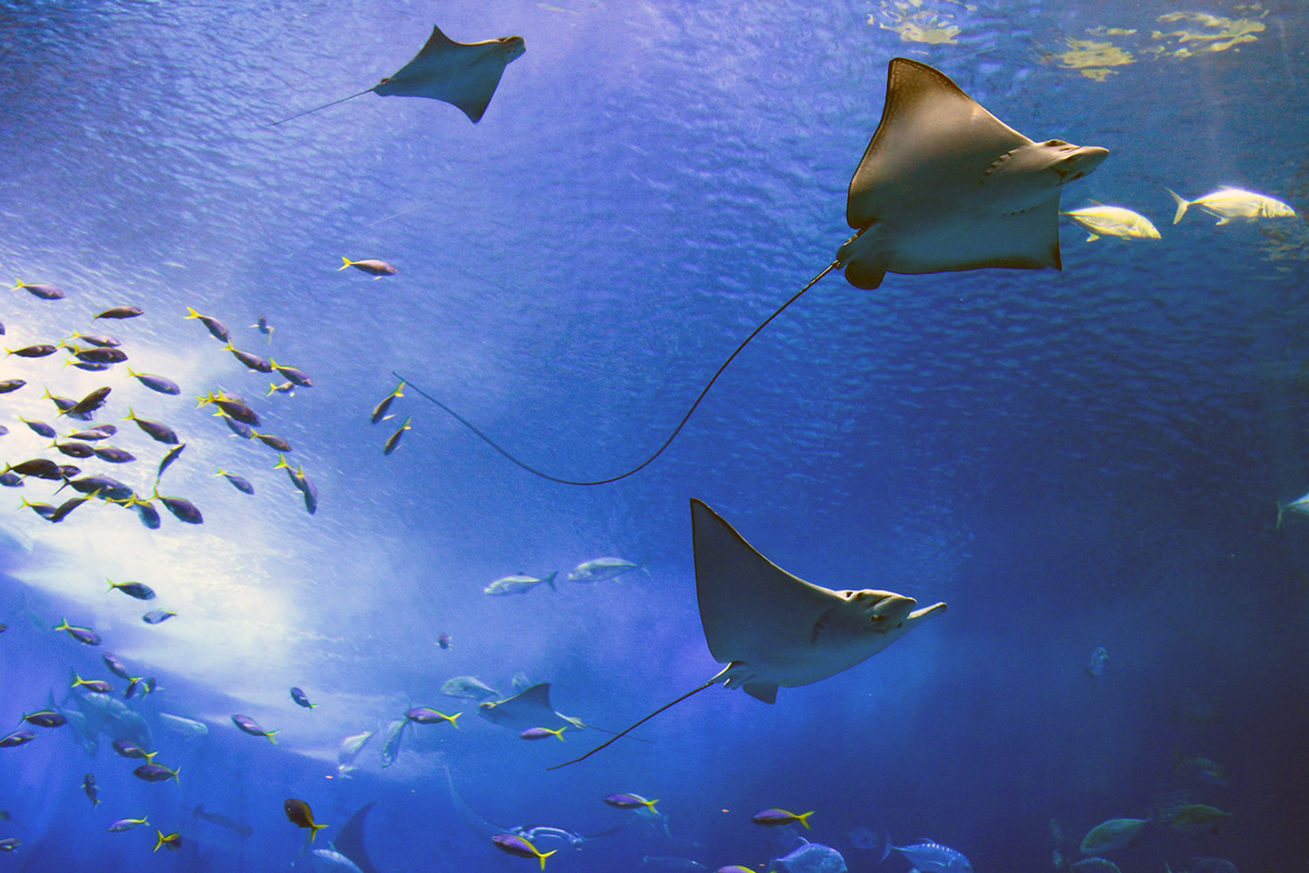 Several rays swimming through open blue water above schools of smaller fish