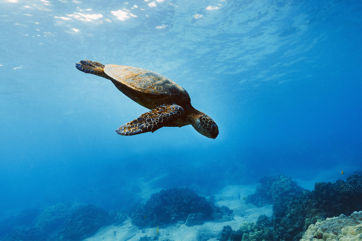Sea turtle swimming above a coral reef