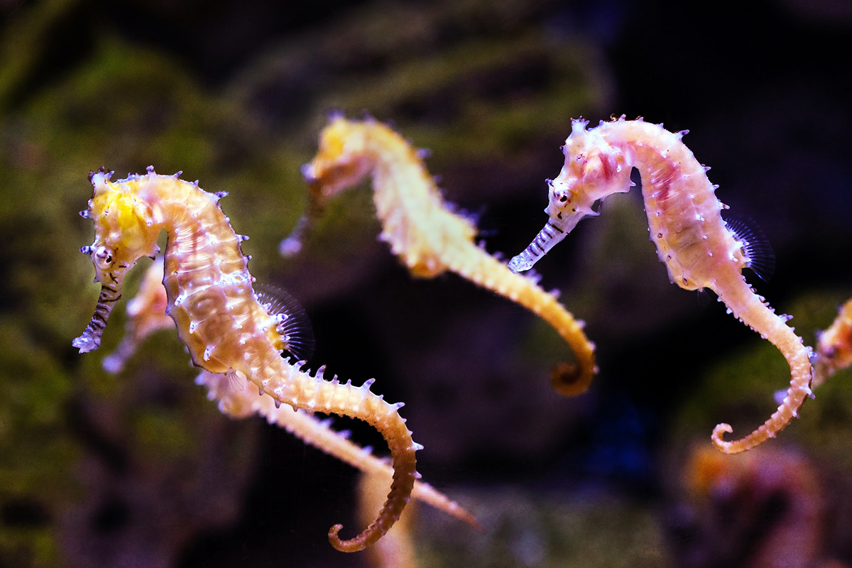 Four pale seahorses swimming upright with curled tails against dark rock