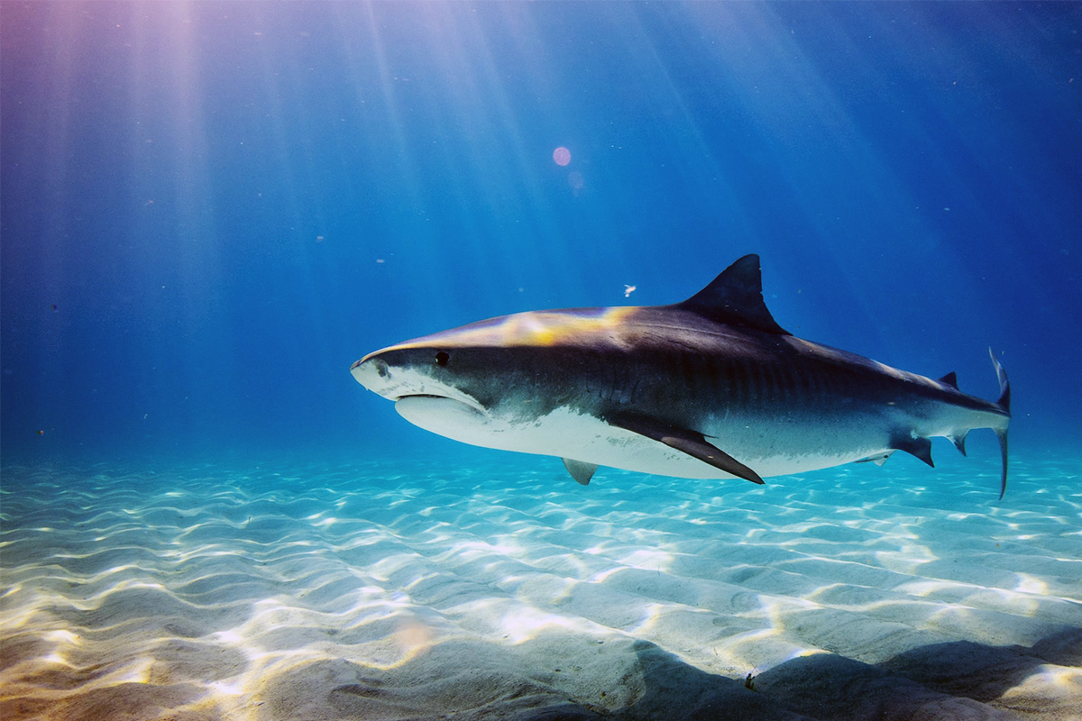 Shark swimming close to rippled sand in shallow, sunlit water