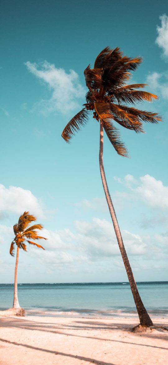 Two palm trees leaning above a pale tropical beach and turquoise sea